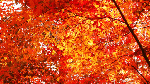 Casino weekendbonussen die herfst kleuren