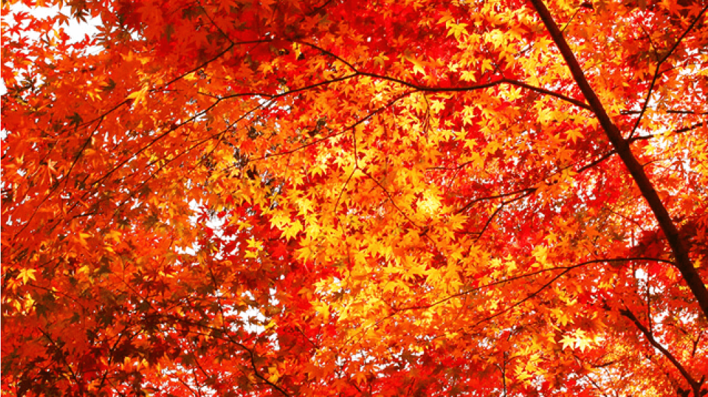 Weekendbonussen die je herfst oranje kleuren