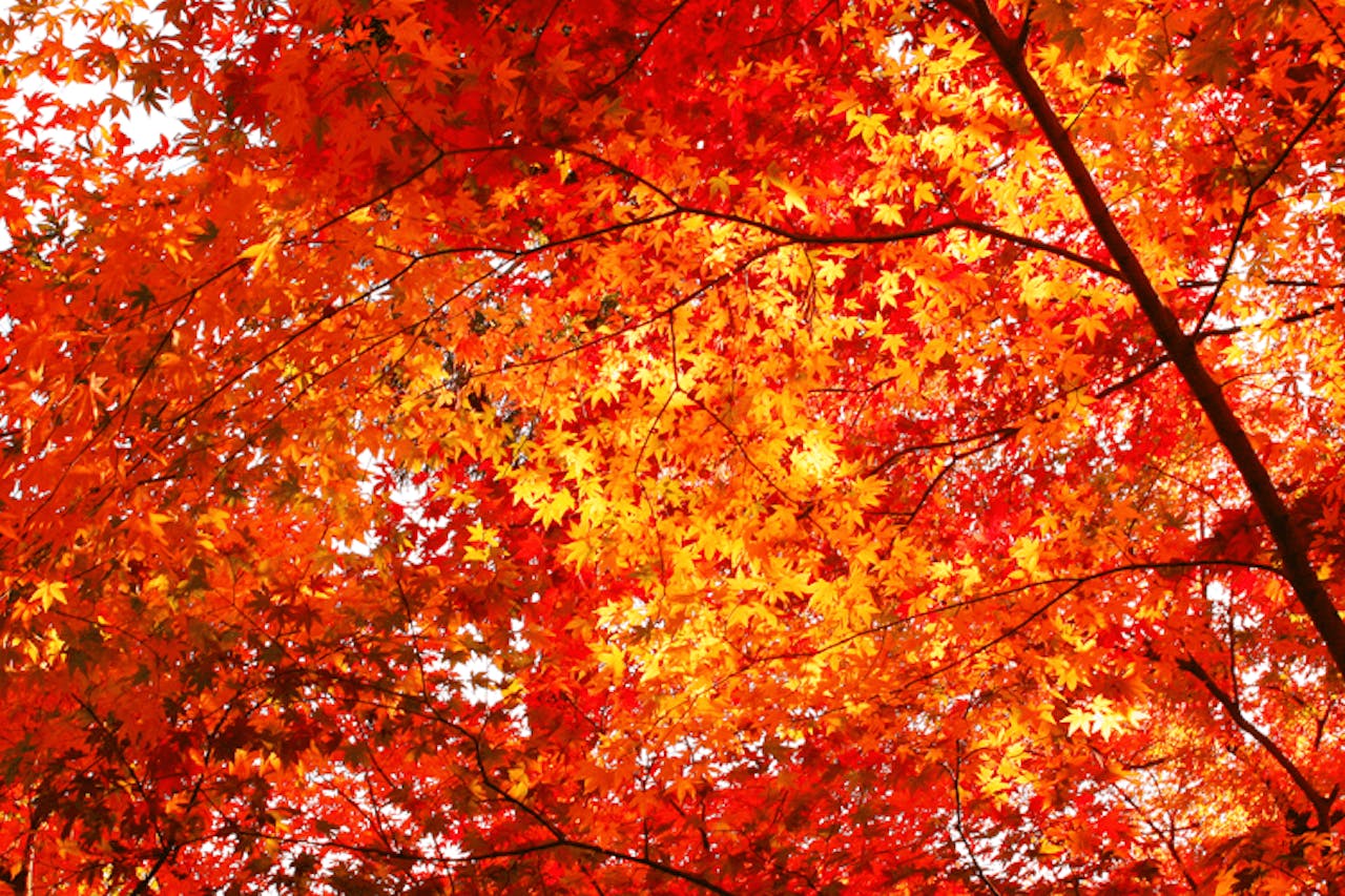 Weekendbonussen die je herfst oranje kleuren